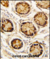 PDGFRL Antibody (C-term)