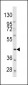 PDGFRL Antibody (C-term)