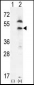 PDGFRL Antibody (C-term)
