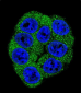 Fructose 6 Phosphate Kinase (PFKM) Antibody (C-term)