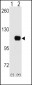 HK1 Antibody (C-term)