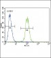 Urokinase (PLAU) Antibody (C-term)