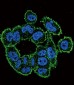 Urokinase (PLAU) Antibody (C-term)