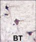 PCPTP1 Antibody (N-term)