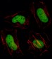 HDAC1 Antibody (C-term)