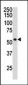 HDAC1 Antibody (C-term)