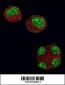 HDAC1 Antibody (N-term)