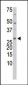 TXNL1 (TRP32/TrxL) Antibody (C-term)