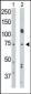 BMPR1A Antibody (N-term)