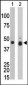 CKB Antibody (N-term)