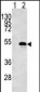 CKB Antibody (N-term)