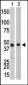 Creatine Kinase B Antibody (C-term)