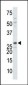 DTYMK Antibody (C-term)