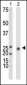 Ketohexokinase (KHK) Antibody (N-term)