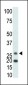 Ketohexokinase (KHK) Antibody (C-term)