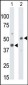 CKMT1 Antibody (N-term)