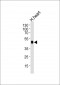 CKMT2 Antibody (N-term)