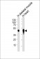 CKMT2 Antibody (C-term)