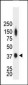 CKM Antibody (N-term)