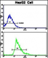 CKM Antibody (C-term)