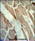 CKM Antibody (C-term)