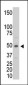 CKM Antibody (C-term)