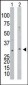 NAGK Antibody (N-term)