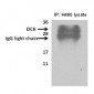 DCK Antibody (C-term)