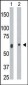 CERK Antibody (C-term)