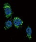 GCK Antibody (N-term)