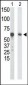 GCK Antibody (N-term)