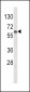 GCK Antibody (C-term)