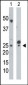 UCK Antibody (N-term)