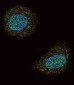PTEN Antibody (N-term)