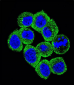 PTEN Antibody (C-term F279)