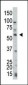 PTEN Antibody (C-term F279)