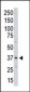 Aurora-C Antibody (C-term)