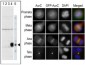 Aurora-C Antibody (N-term)