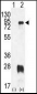 PRMT7 Antibody (N-term)