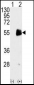 PRMT7 Antibody (C-term)