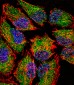 LSD1 Antibody (N-term)