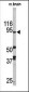 LSD1 Antibody (N-term)