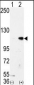 LSD1 Antibody (N-term)