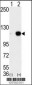 LSD1 Antibody (C-term)