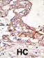 SUMO4 Antibody (Center)
