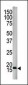 SUMO4 Antibody (Center)