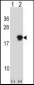 SUMO4 Antibody (Center)
