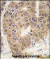 SUMO4 Antibody (V55 Mutant)