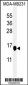 SUMO4 Antibody (V55 Mutant)