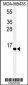 SUMO4 Antibody (V55 Mutant)